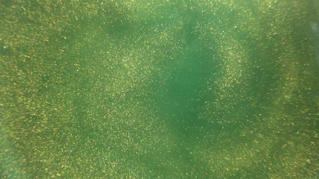 Bronze Green