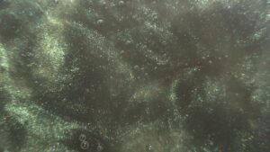 Camo Green