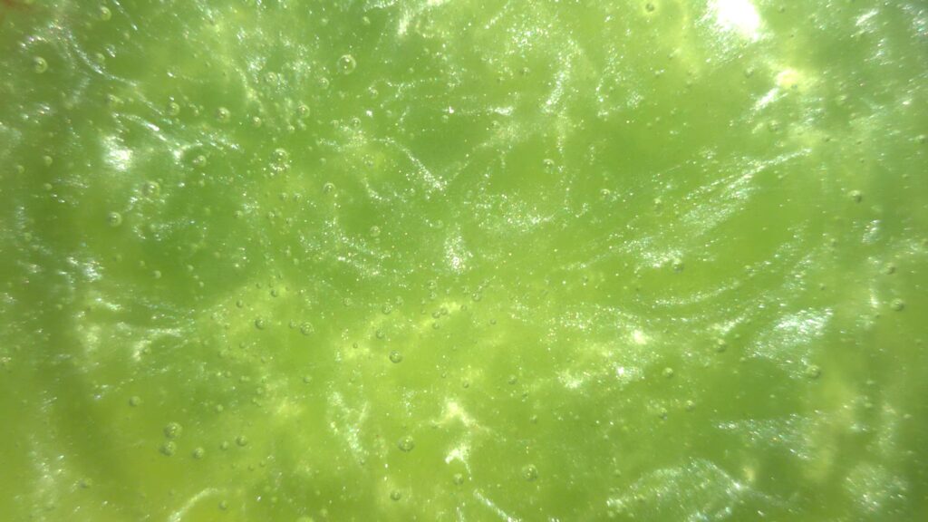 Fresh Green