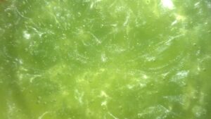 Fresh Green