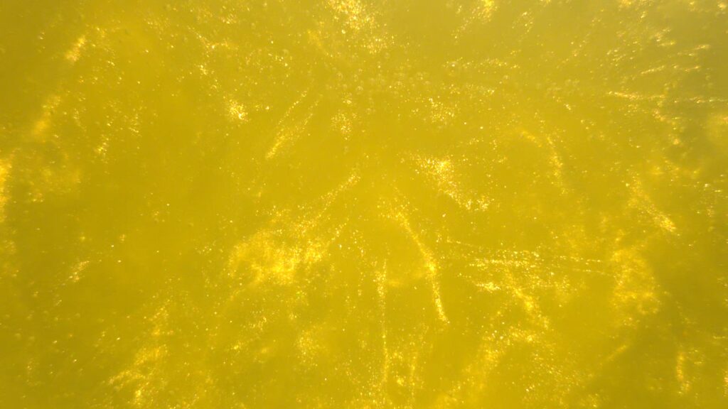 Fresh Yellow
