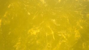 Fresh Yellow