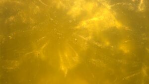 Golden Yellow