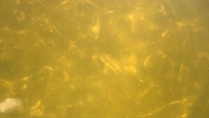 Magic Yellow