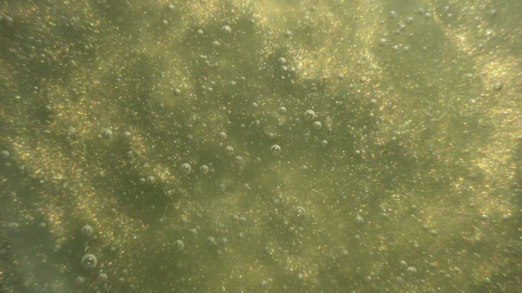 Olive Gold