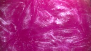 Purple Lilac