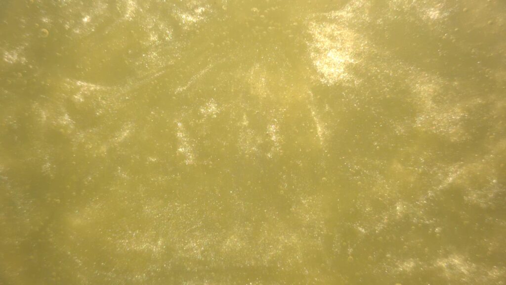 Yellow Green
