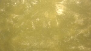 Yellow Green